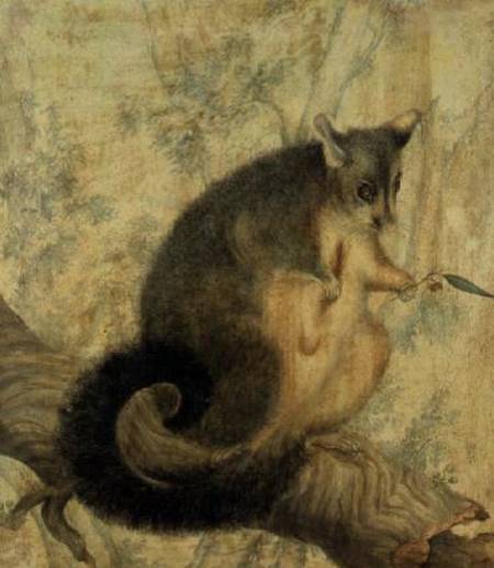 The Possum von Caroline Louisa Atkinson