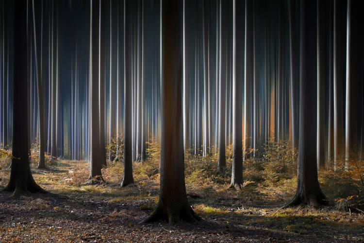 Mystic Wood von Carsten Meyerdierks