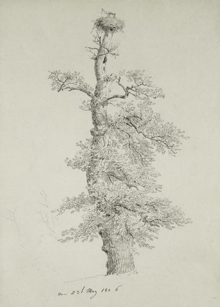 Ancient Oak Tree with a Stork's Nest von Caspar David Friedrich