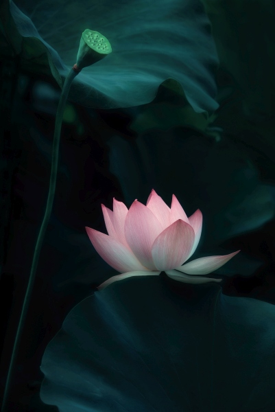 Lotus Flower von Catherine W.