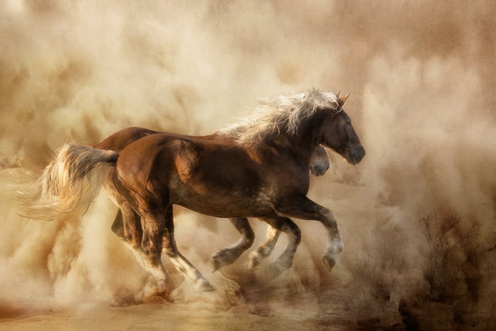 Pferde im Staub... von Charlaine Gerber