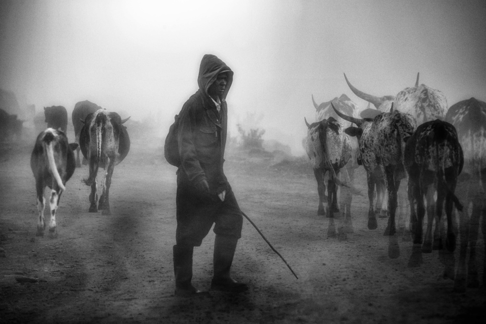 „...Rinderherde im Nebel...“ von Charlaine Gerber