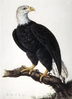 White-headed Sea Eagle