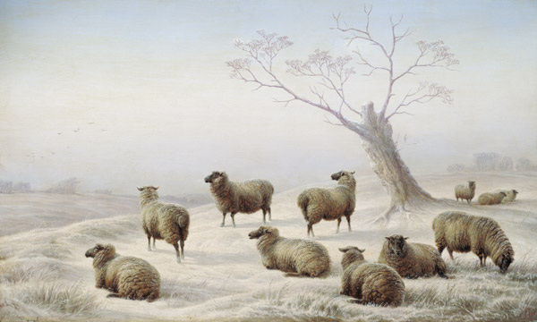 Sheep in Snow von Charles Jones