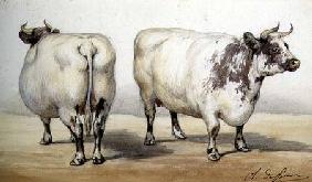 Study of two long-horned cows