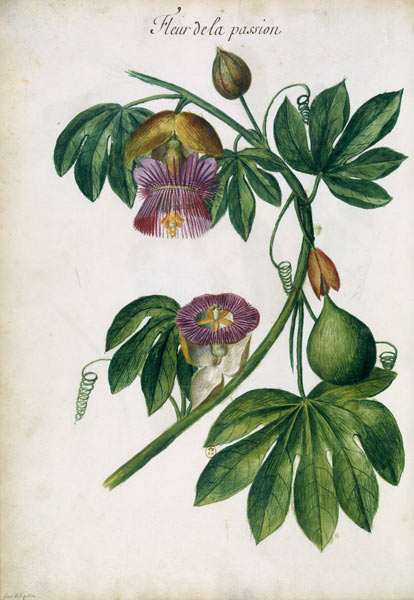 Passionflower / Ch.Plumier von Charles Plumier