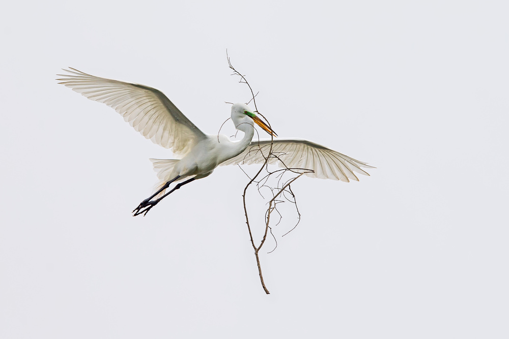 Der Ehemann ist ein fleißiger Vogel. von Cheng Chang