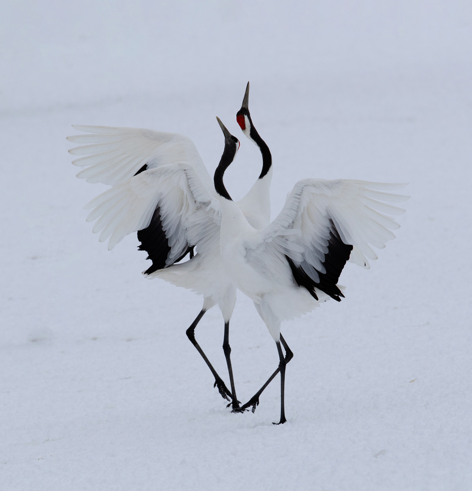 Tanzen im Schnee. von Cheng Chang