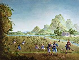 Rice cultivation in China, transplanting plants (colour litho) 17th