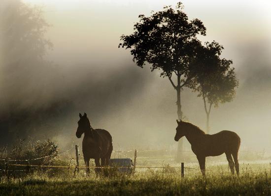 Pferde im Morgennebel von Christian Hager
