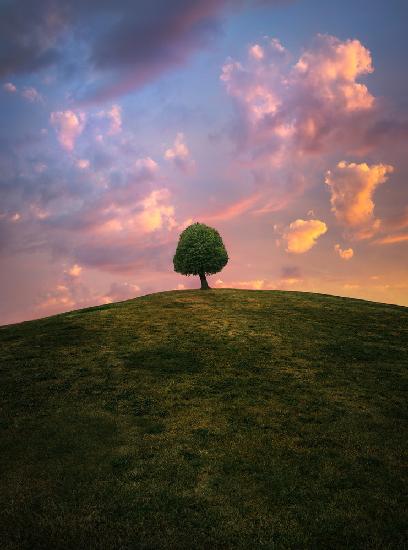 Baum auf einem Hügel bei Sonnenuntergang