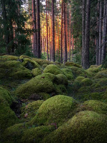 Moosiger Wald