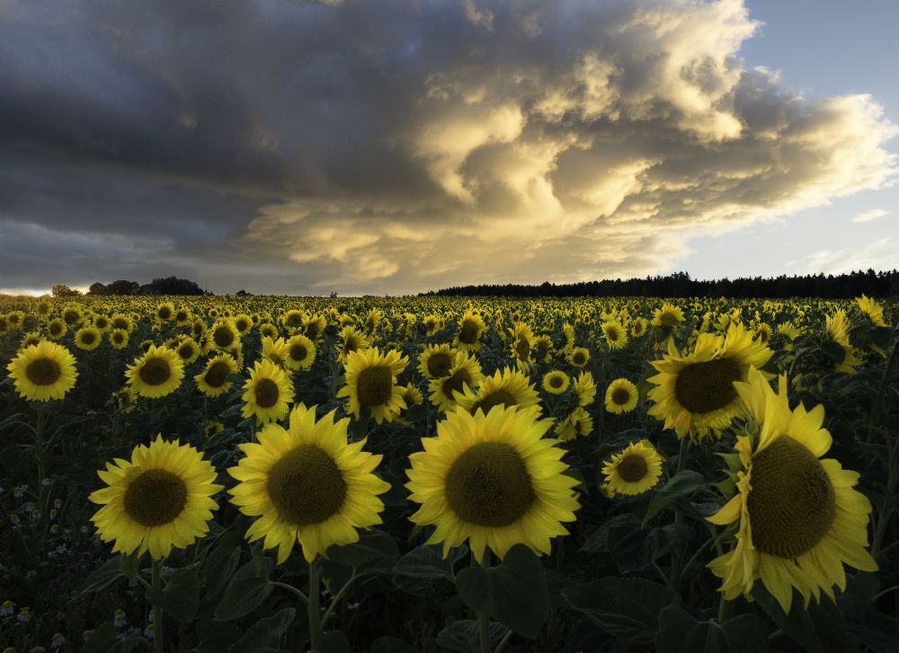 Sonnenblumen in Schweden. von Christian Lindsten