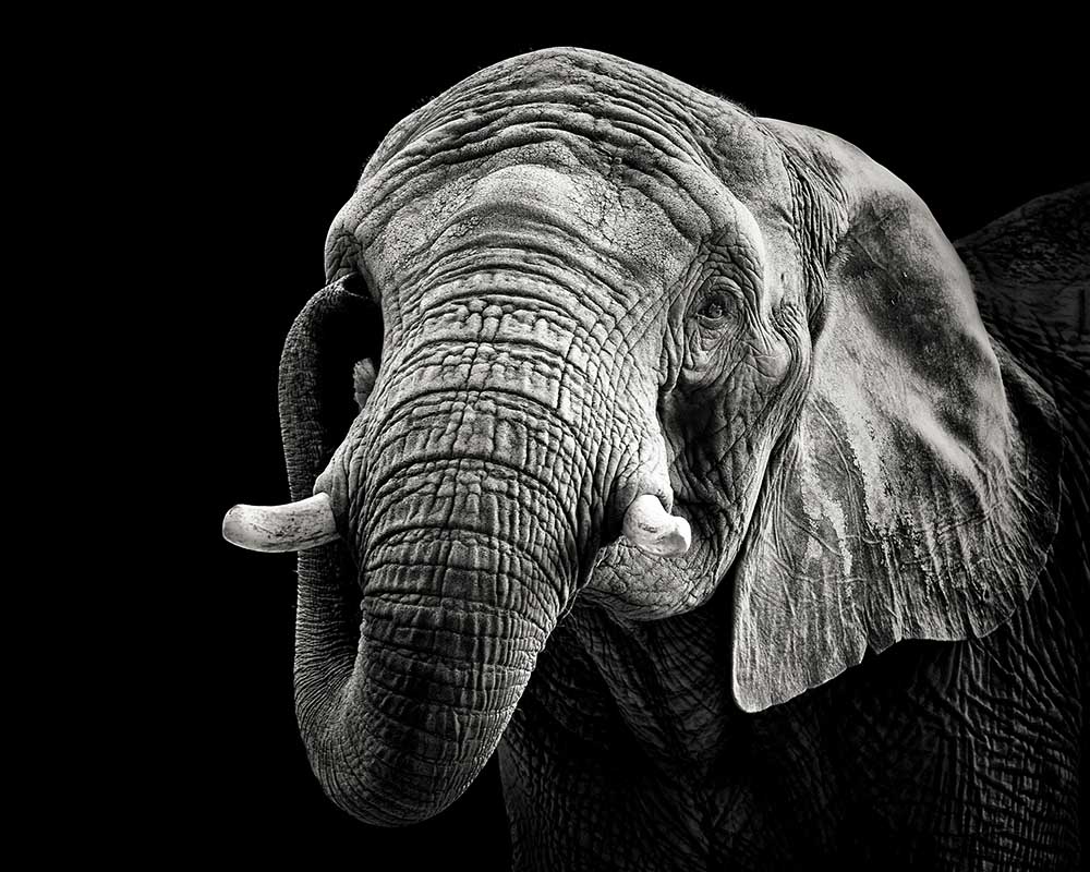 Afrikanischer Elefant von Christian Meermann
