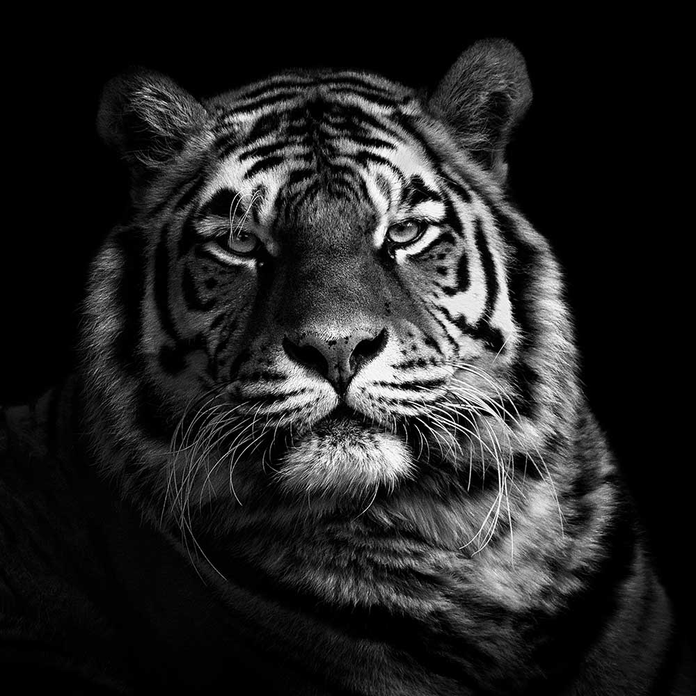 Tiger von Christian Meermann
