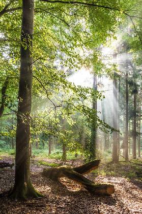 Sonnenstrahlen nach dem Regen in den Taunus-Buchenwäldern 2018