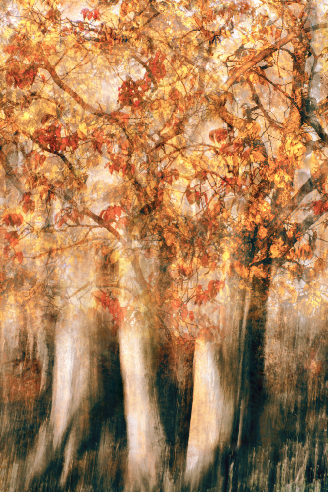 Strahlender Herbst von Christina Sillèn