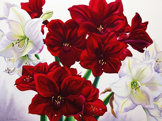 Red and White Amaryllis von Christopher  Ryland