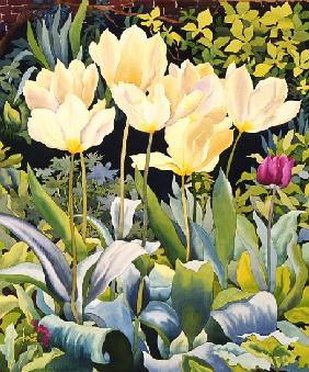 Pale Tulips