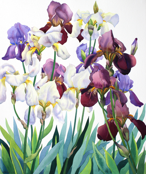 White and Purple Irises von Christopher  Ryland