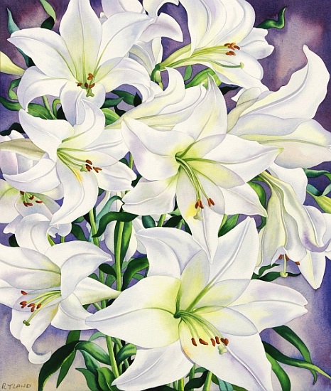 White Lilies von Christopher  Ryland