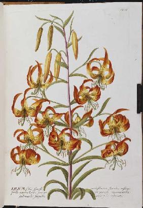 Lilie (Lilium) 1750-73