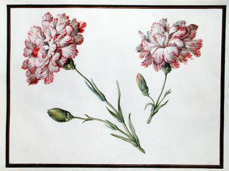 Carnations von Claude Aubriet