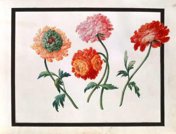 Chrysanthemums von Claude Aubriet