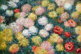 Chrysanthemums 1897
