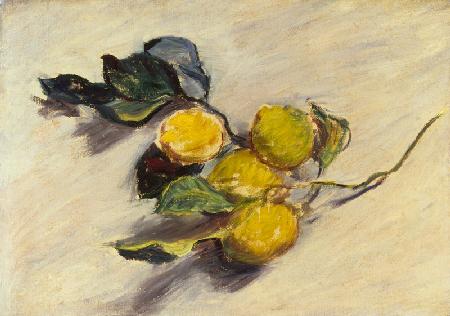 Zweig der Zitronenbaum 1884