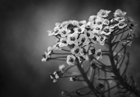 Alyssum-Blumen