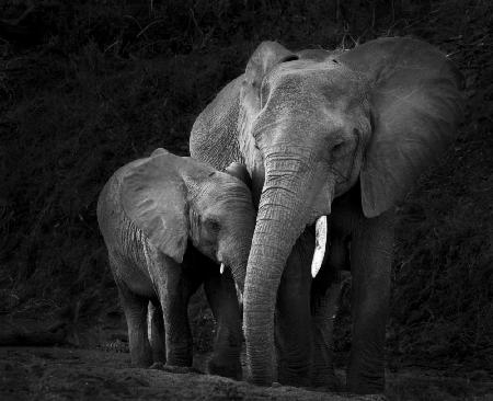 Elefantenmutter mit Kalb