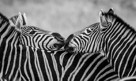 Schwarz-weiße Zebras