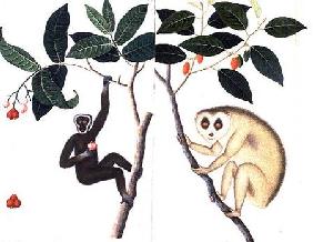 Study of Two Monkeys Hanging from a Branch 1795