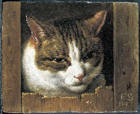 Eine Katze guckt durch einen Zaun 1666