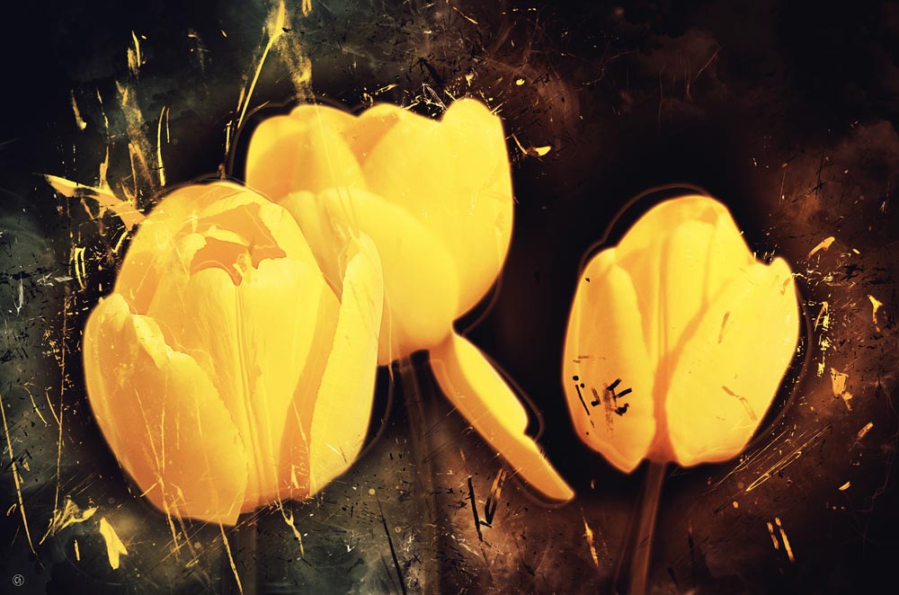 Tulipes von Chrystelle Coupat