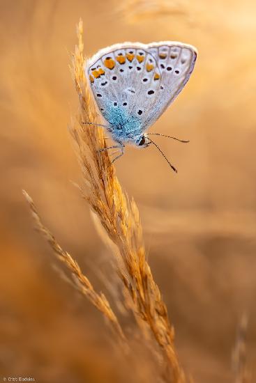 Gemeiner blauer Schmetterling