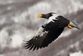 Stellar's sea eagle