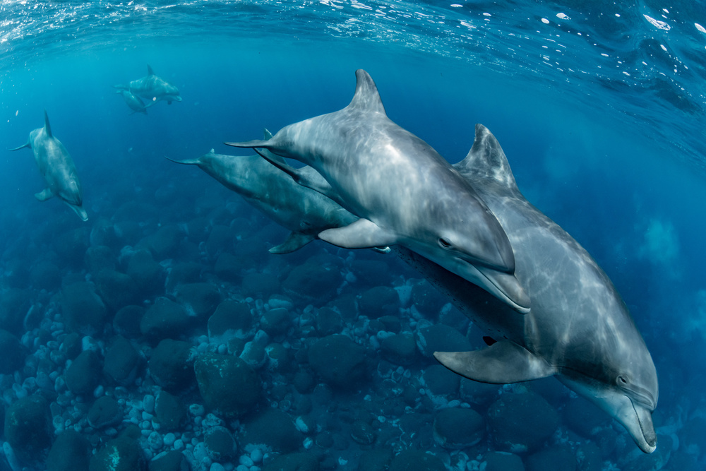 Auf der Insel Mikura leben Delfine von Daisuke Kurashima