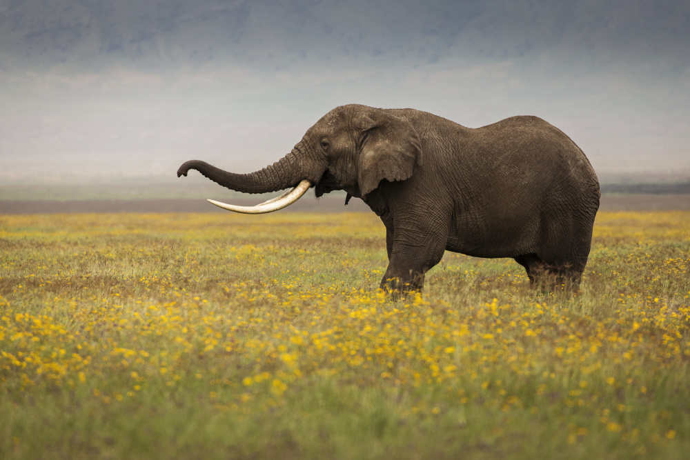 Elefant während der Safari von Dan Mirica