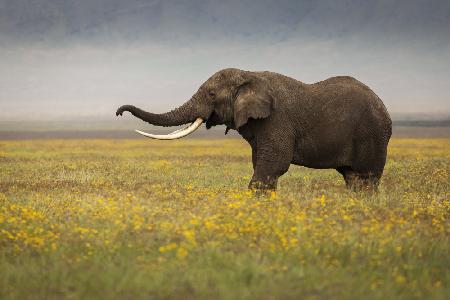 Elefant während der Safari