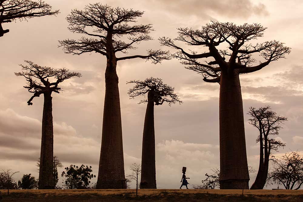 Madagaskar von Dan Mirica
