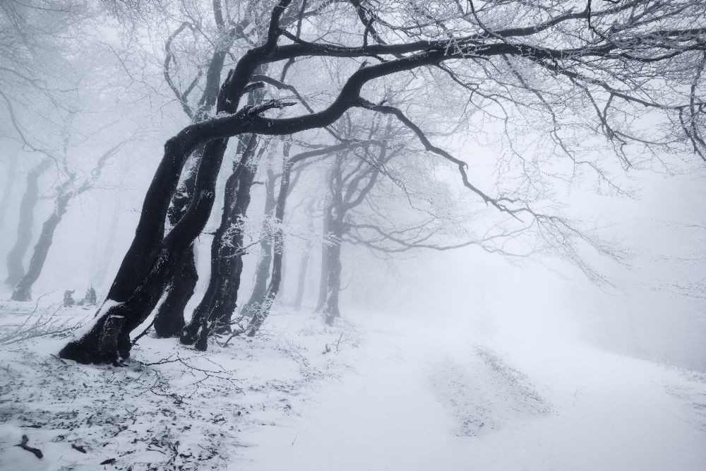 Im Winterwald von Daniel Rericha