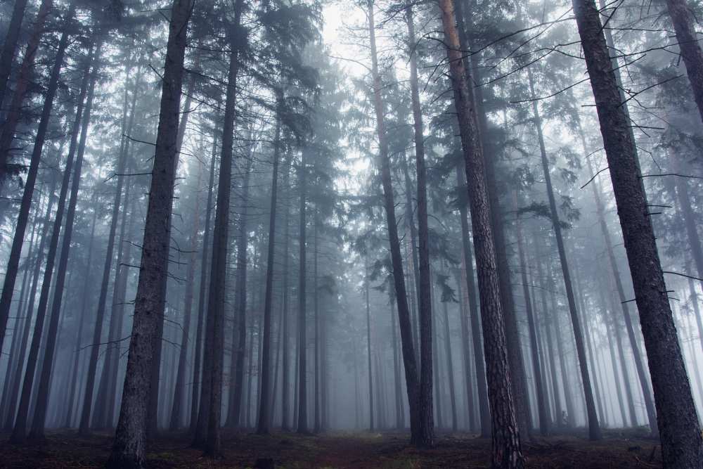 Mysterious foggy forest. von David Charouz