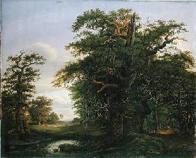 Oak Wood 1847