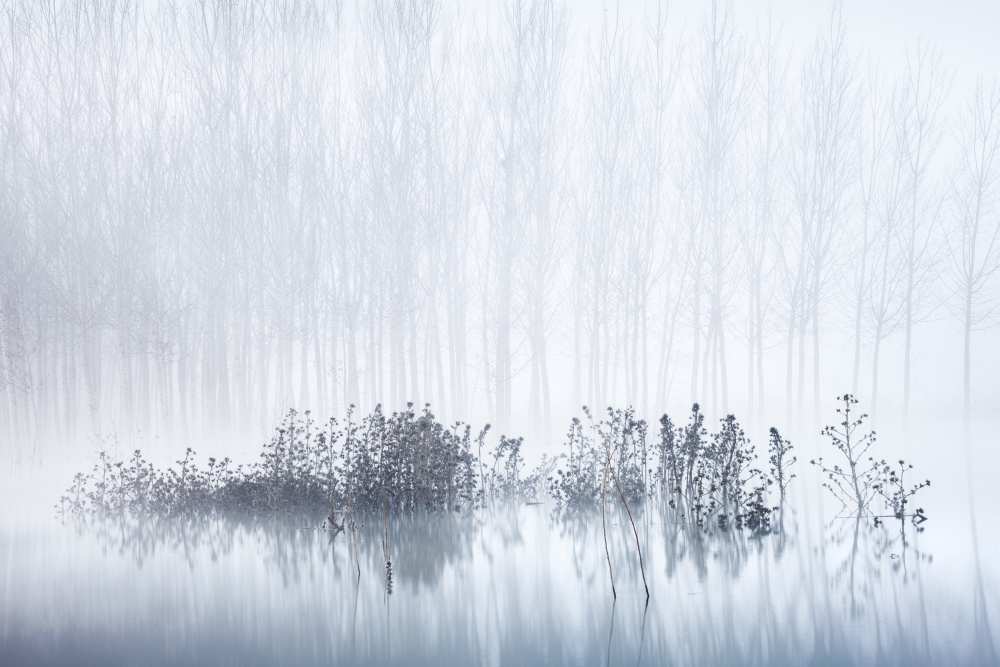 Cold & Foggy Morning in the Swamp von David Frutos