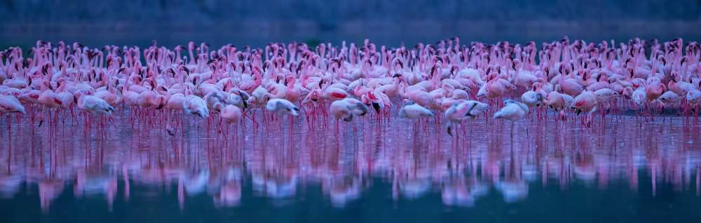 Flamingos von David Hua