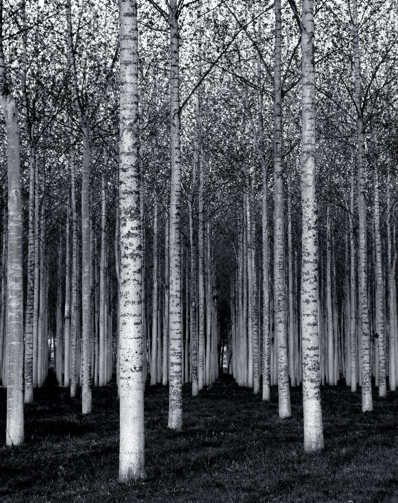 Der Wald für die Bäume von David Scarbrough