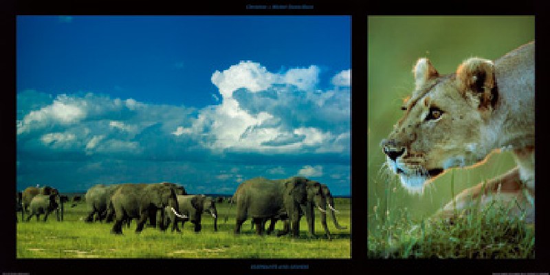 Elephants and Lioness von Denis-huot