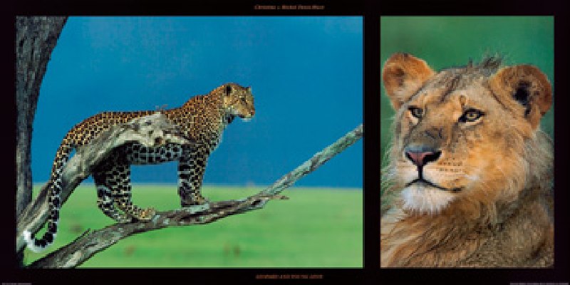 Leopard and Young Leon von Denis-huot